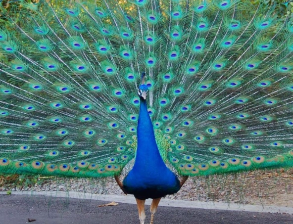 peacock spiritual meaning
