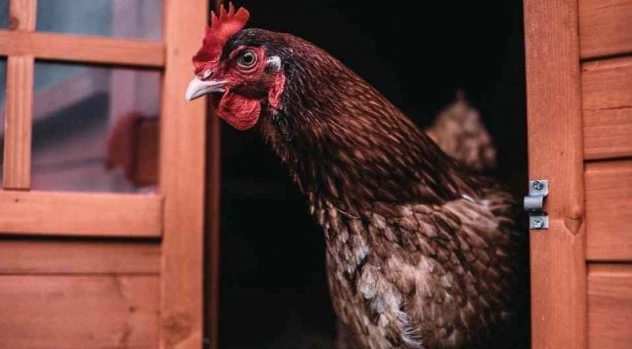 chicken dream meaning