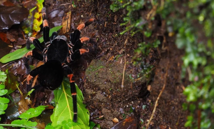 spiritual meaning of black tarantula spiritual meaning of black tarantula