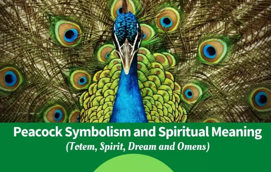 peacock spiritual meaning