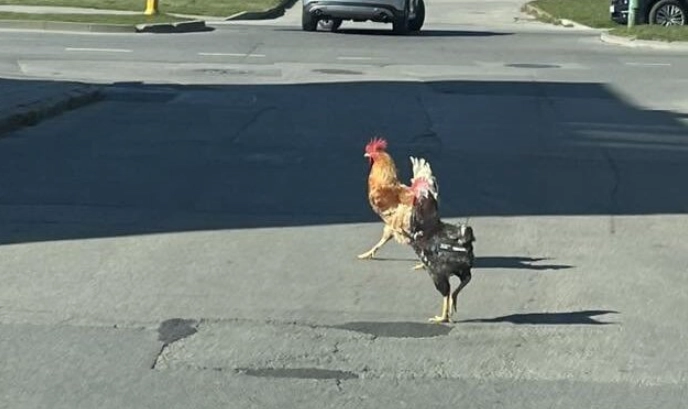 dream of hen chasing you meaning