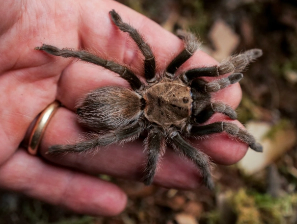 brown spider dream interpretation