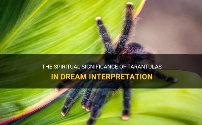 tarantula dream symbolism