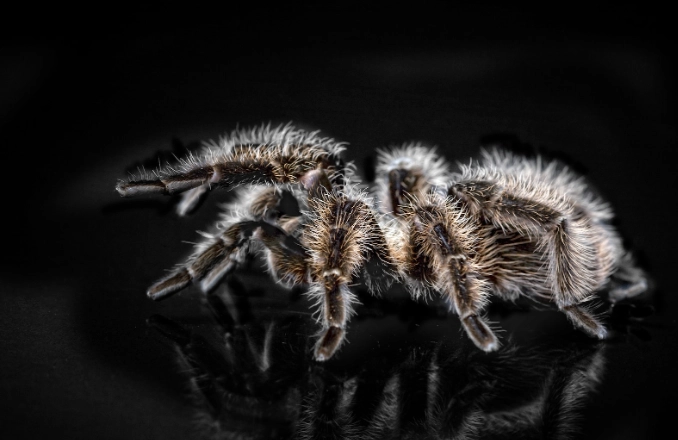 black spider dream meaning