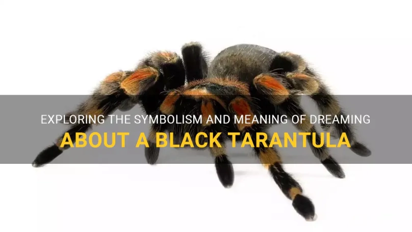 dream about tarantula