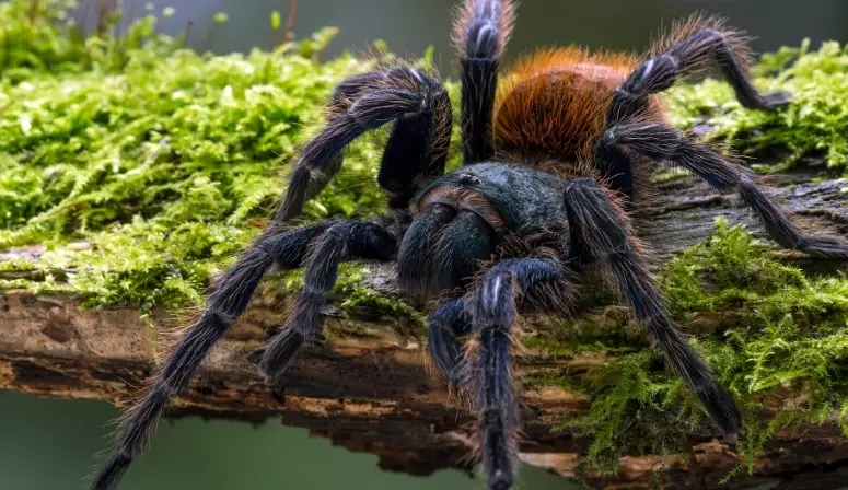 what does a tarantula represent