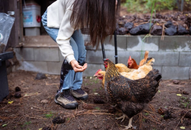 dream interpretation hen eating