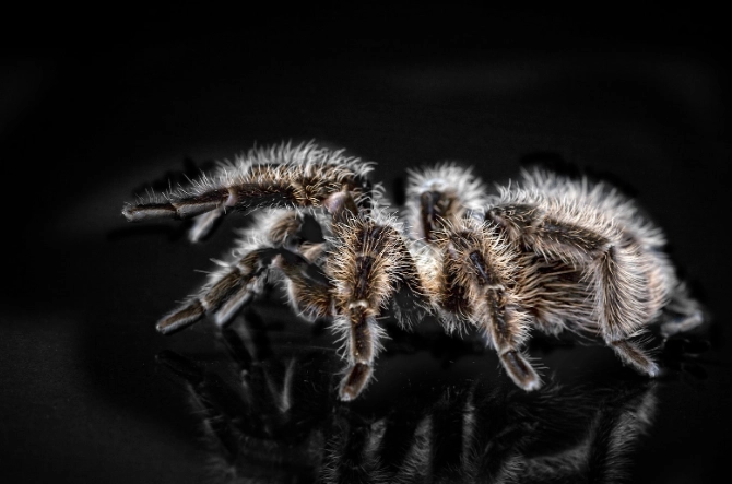 brown tarantula dream meaning
