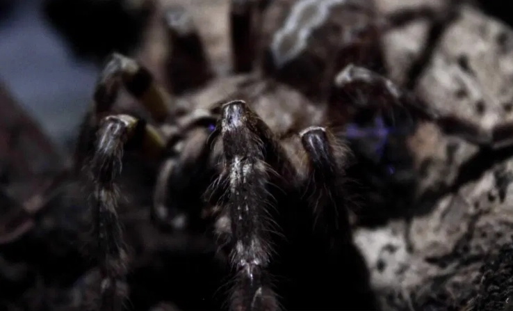 tarantula dream meaning