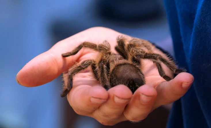 spider in house dream meaning