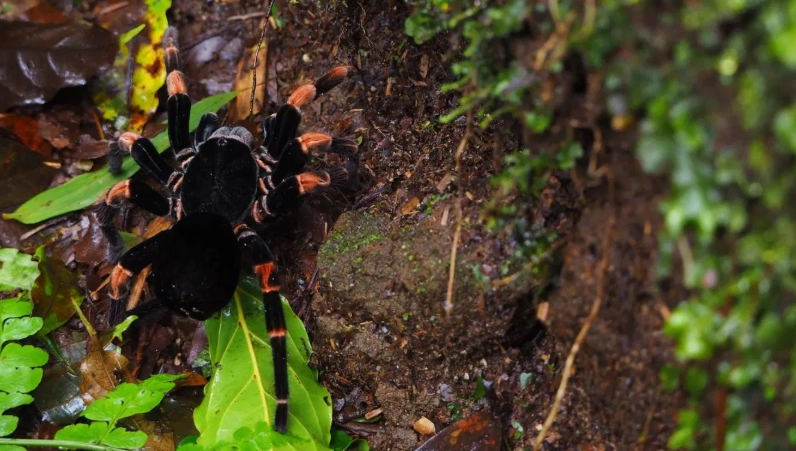 black spider dream meaning