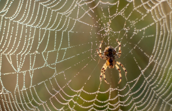 dream interpretation spider