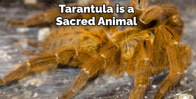 tarantula symbolism