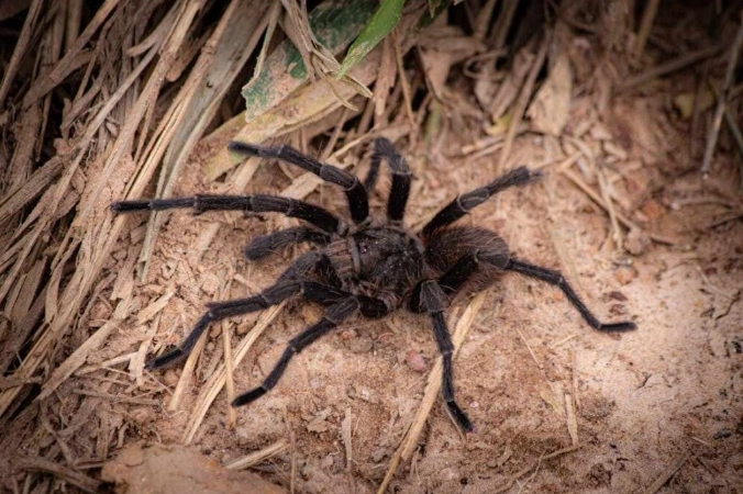 brown spider dream interpretation