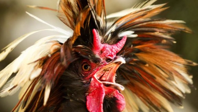 what does it mean when chickens chase you in a dream