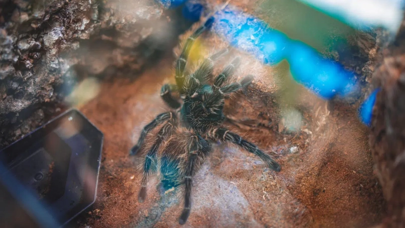 dream of a black tarantula