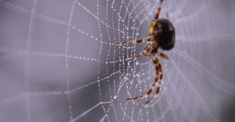 spider dream psychology