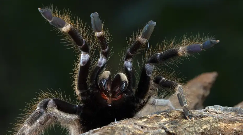 dream of a black tarantula