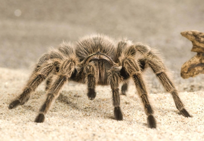 brown tarantula dream meaning