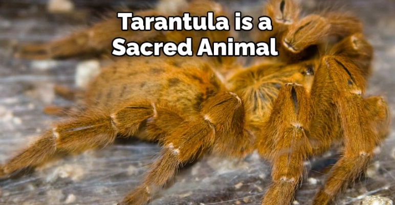 spiritual meaning of tarantula
