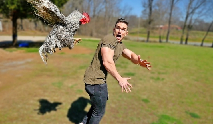 dream of chickens attacking me meaning