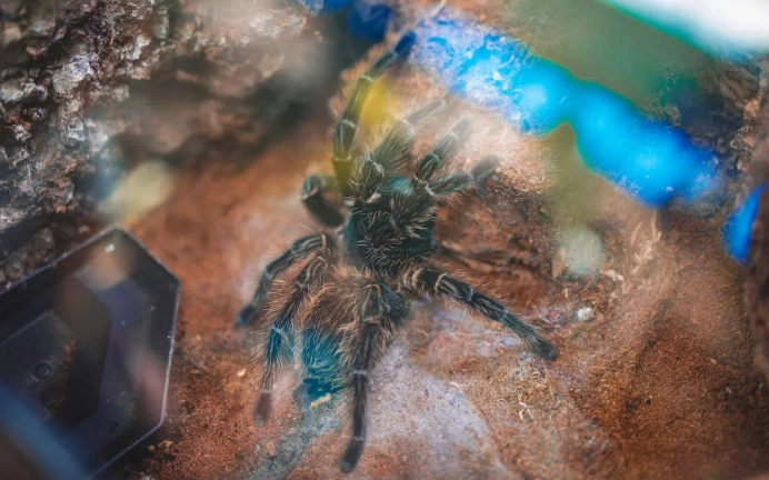 dream about black tarantula dream about black tarantula