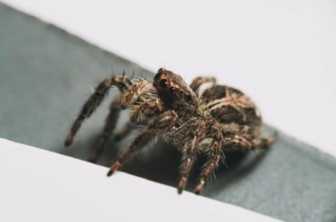 tarantula spiritual meaning