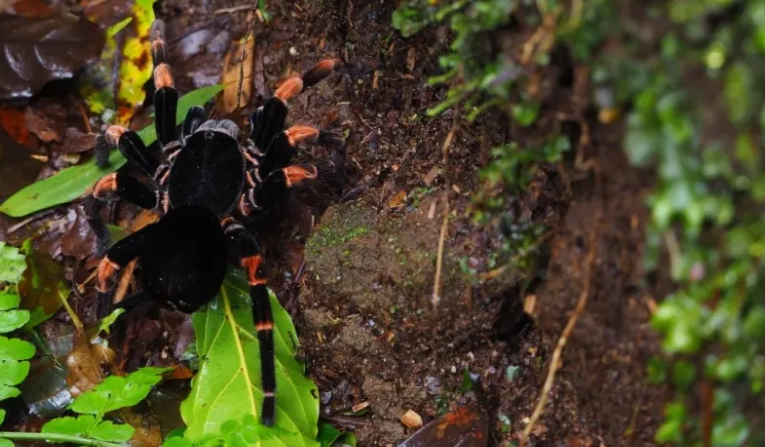 tarantula dream meaning