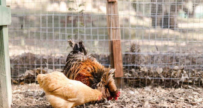 what does it mean when a hen eats in a dream