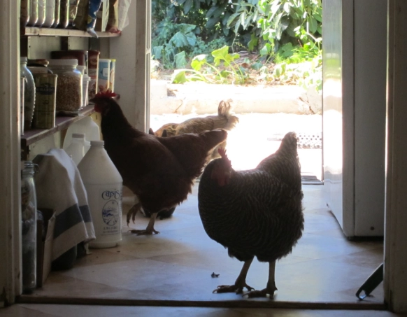 dream of chickens in house