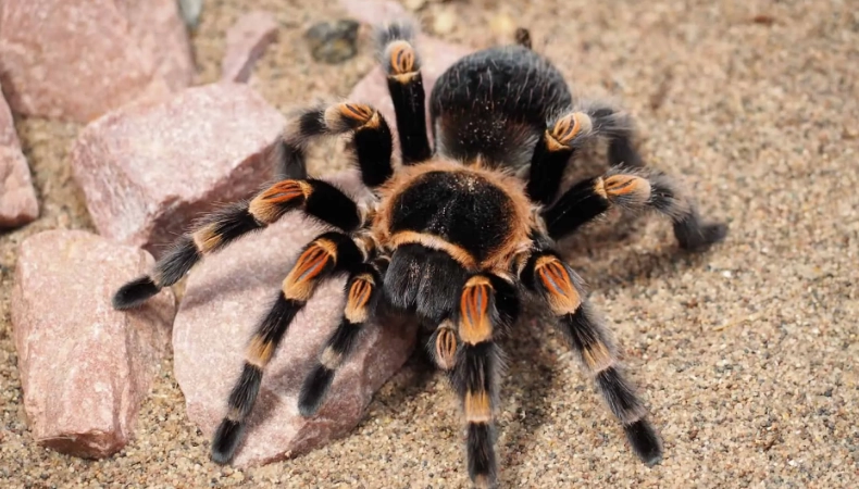 tarantula spiritual meaning