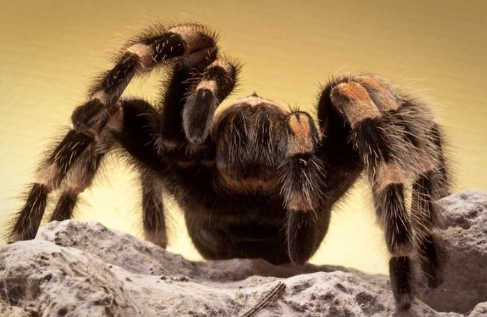 tarantula symbolism