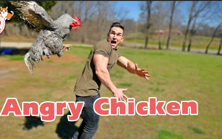 what does it mean when a hen chases you in a dream