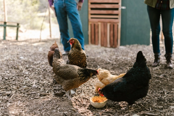 dream interpretation hen eating