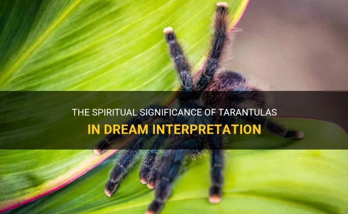 tarantula dream interpretation