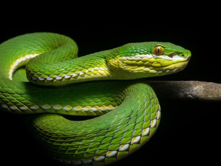 snake bite dream interpretation