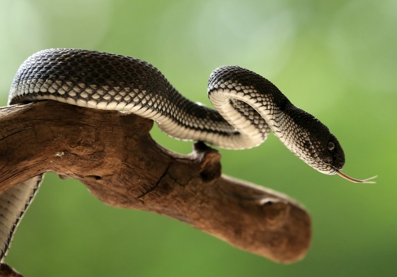 snake dream meaning