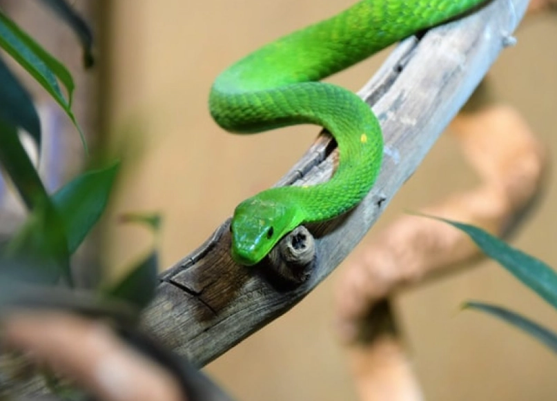 snake dream interpretation snake dream interpretation