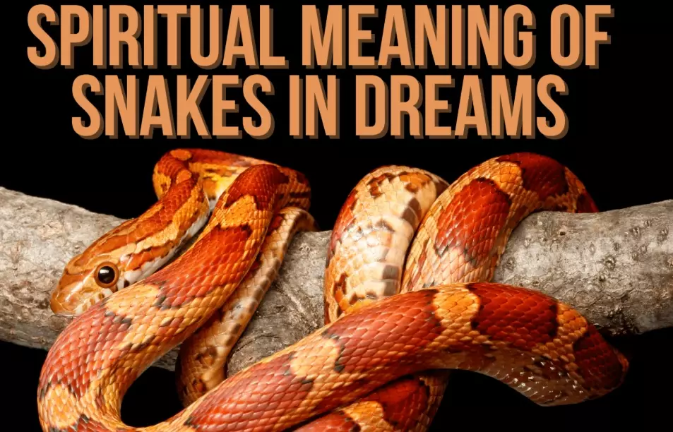 snake dream interpretation snake dream interpretation
