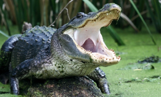 dreaming of alligator attack