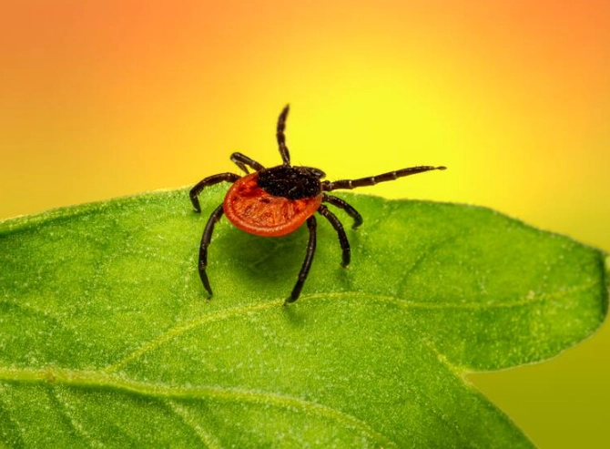 tick meaning spiritual