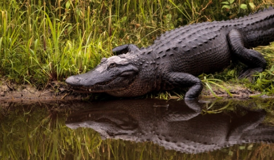 alligator dream meaning