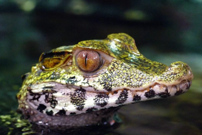 alligator dream meaning