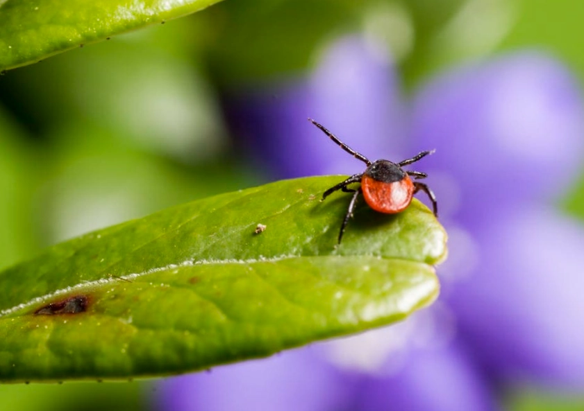 tick meaning spiritual