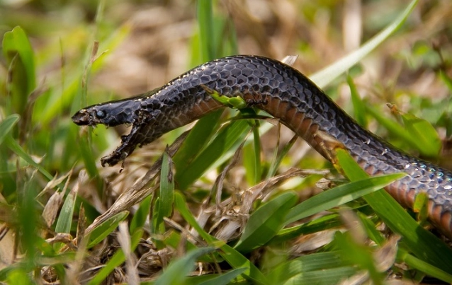 dream interpretation