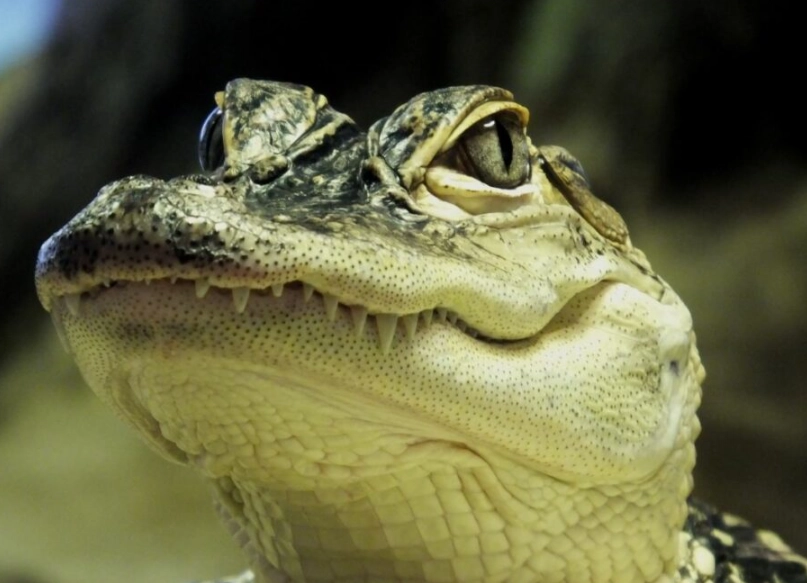 crocodile dream interpretation