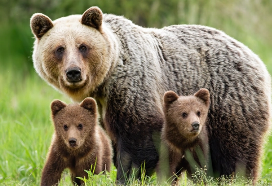 dream of bears meaning