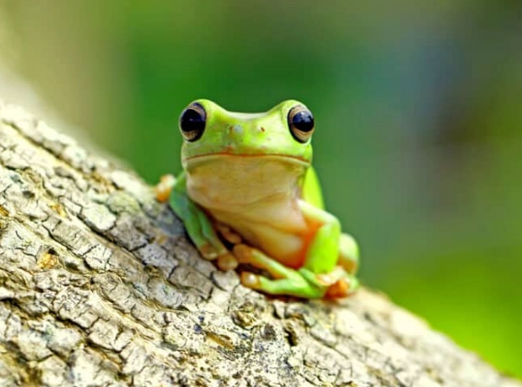 spiritual meaning of frogs in dreams