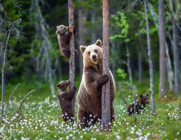 dream about bears interpretation