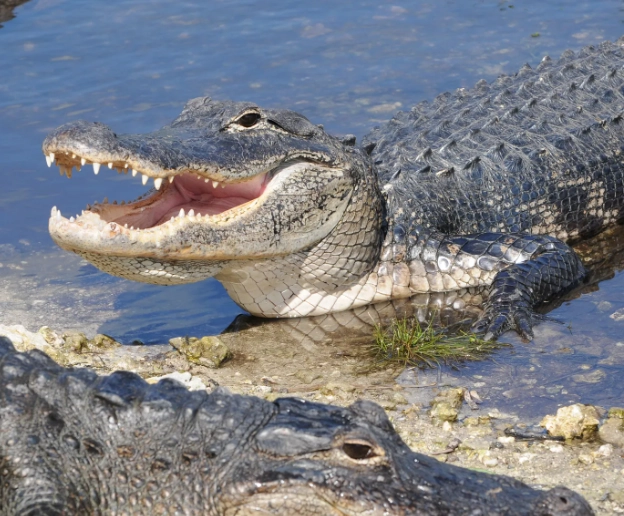 dream of alligator attack